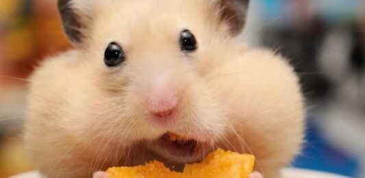 hamster gen duzenlemesi