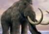 30 bin yillik mamut fosili