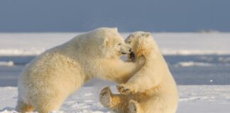 Bilim insanları kutup ayıları