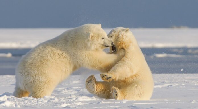 Bilim insanları kutup ayıları