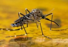 Sivrisinekleri “Hackleyen” Bilim İnsanları, Hayvanları Sıtmaya Karşı Şırınga Olarak Kullandı